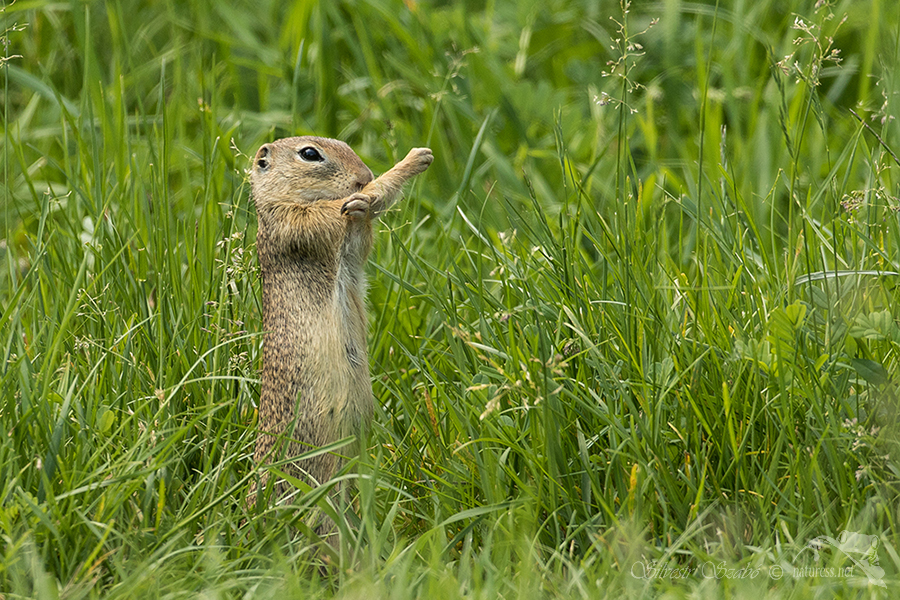 Sysel obecn&yacute; (Spermophilus citellus)