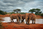 Národní park Tsavo východ -Tsavo East National Park Kenya