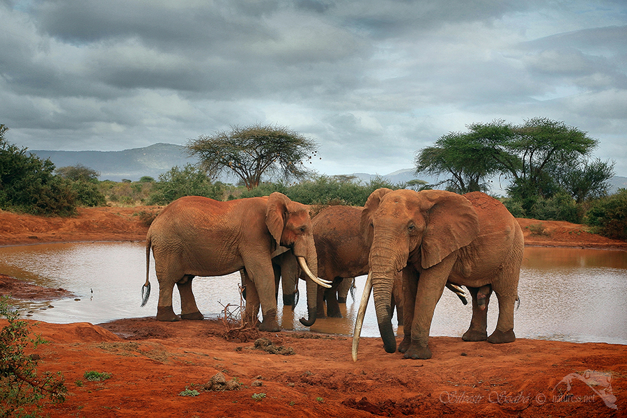 Národní park Tsavo východ -Tsavo East National Park Kenya